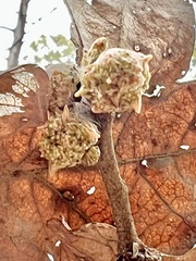 Andricus murtfeldtae