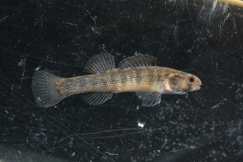 Goldstripe Darter