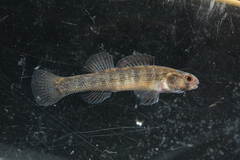 Goldstripe Darter photo 1