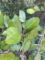 Suregada procera