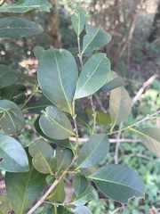 Suregada procera