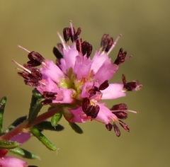 Erica dispar