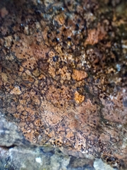 Gyrographa gyrocarpa