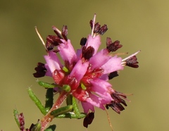 Erica dispar