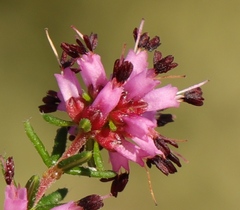 Erica dispar