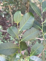 Suregada procera
