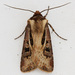 Agrotis vancouverensis - Photo (c) Jim Johnson, μερικά δικαιώματα διατηρούνται (CC BY-NC-ND), uploaded by Jim Johnson