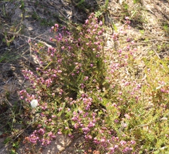 Erica dispar