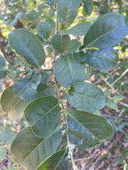 Suregada procera