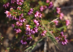 Erica dispar