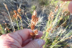 Thamnochortus lucens