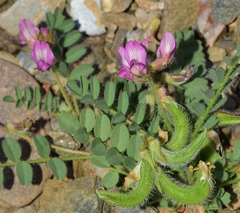 Astragalus longidentatus
