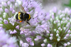 Bombus
