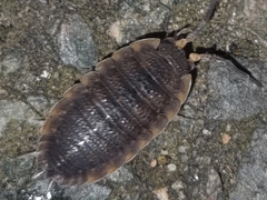 Porcellio scaber