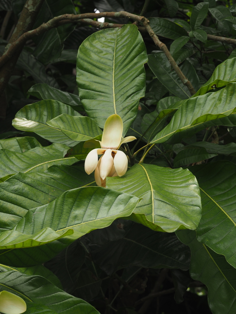 Magnolia henryi