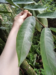 Brownea ariza