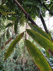 Brownea ariza