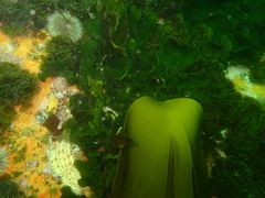 Laminaria pallida