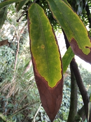 Brownea ariza