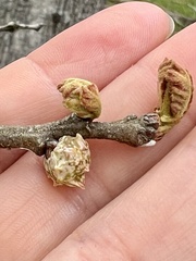 Andricus murtfeldtae