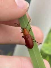 Nemognatha piazata