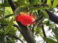 Brownea ariza