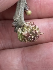 Andricus murtfeldtae
