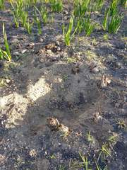 Hystrix africaeaustralis