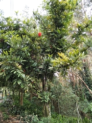 Brownea ariza