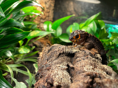 Tribolonotus gracilis