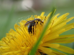 Lasioglossum