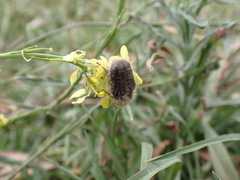 Tropinota squalida canariensis