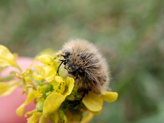 Tropinota squalida canariensis
