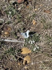 Pontia occidentalis