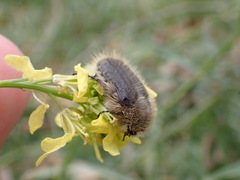 Tropinota squalida canariensis