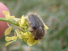 Tropinota squalida canariensis