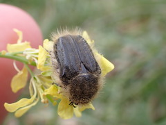 Tropinota squalida canariensis