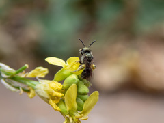 Lasioglossum