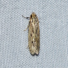 Spinitibia hodgesi