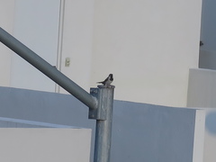 Passer domesticus