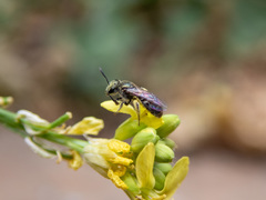 Lasioglossum