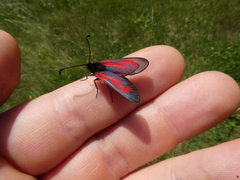 Zygaena purpuralis