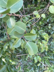 Cryptolepis cryptolepioides