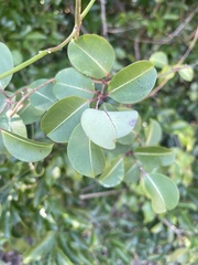 Cryptolepis cryptolepioides
