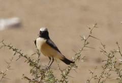 Oenanthe deserti