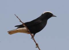 Oenanthe leucopyga