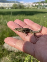 Podarcis melisellensis