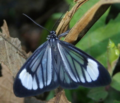 Monocreaga pheloides