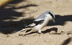 Lanius excubitor