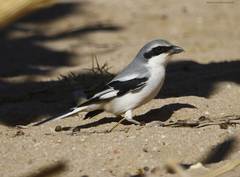 Lanius excubitor